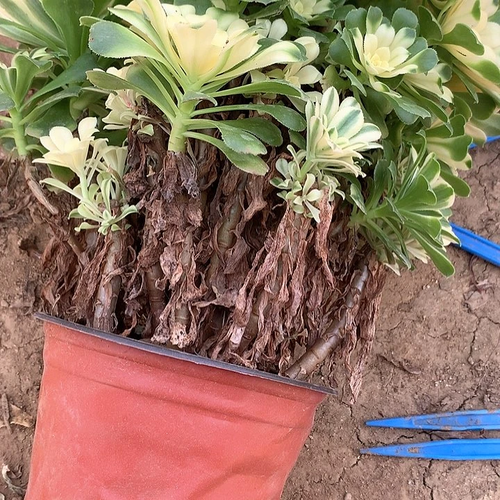 用****3多肉植物心尼亚158