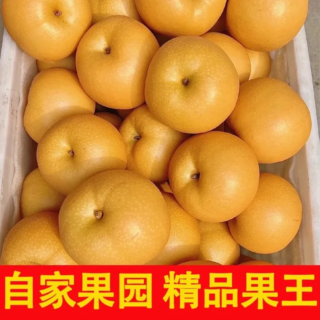 天津本地秋月梨现摘现发新鲜脆甜多汁应季水果顺丰包邮