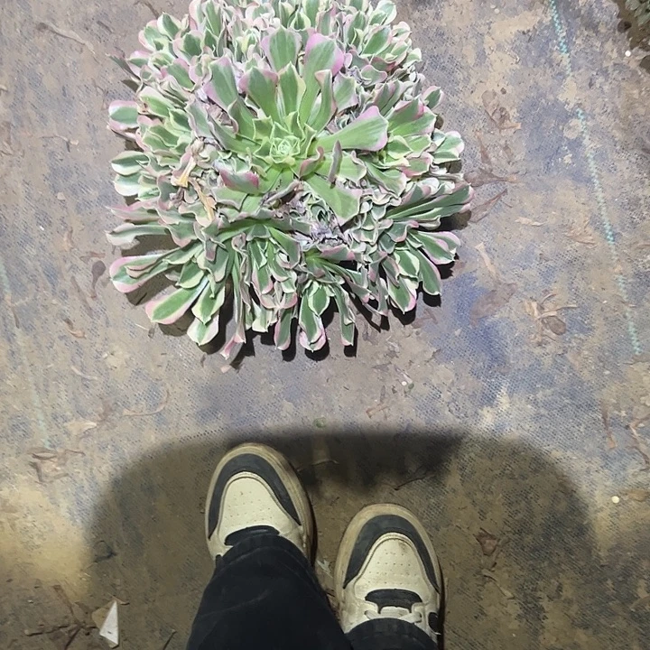 不包侧枝一物一拍白凤