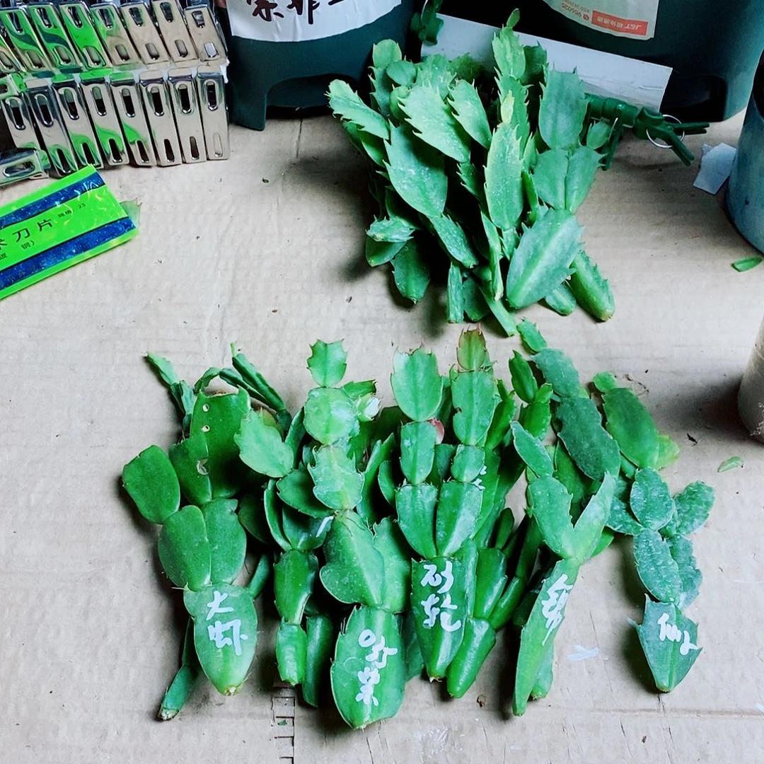 宋***。无花朵叶片福利一物一拍