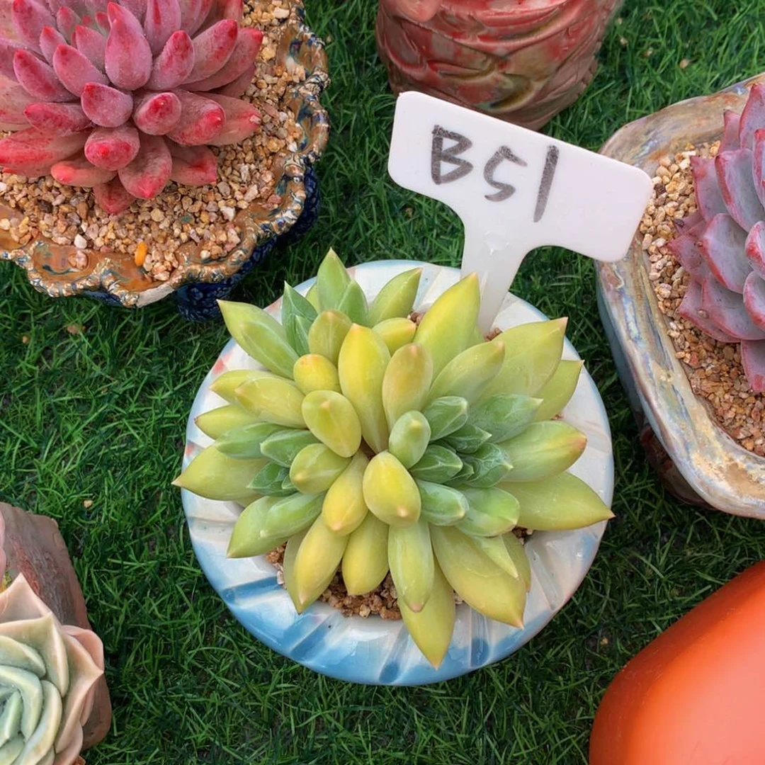 若***微重楼多肉植物7272727