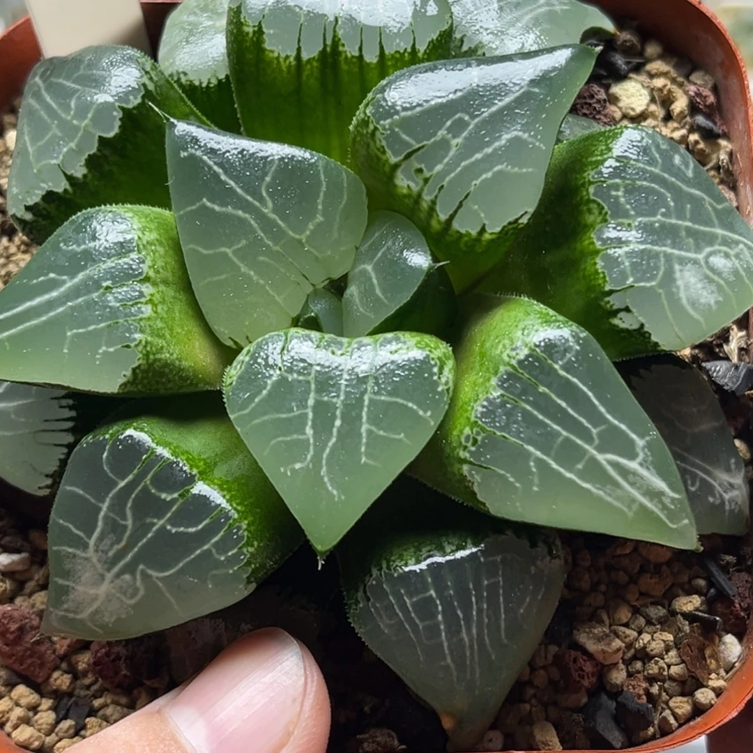 505月影发发发发发发