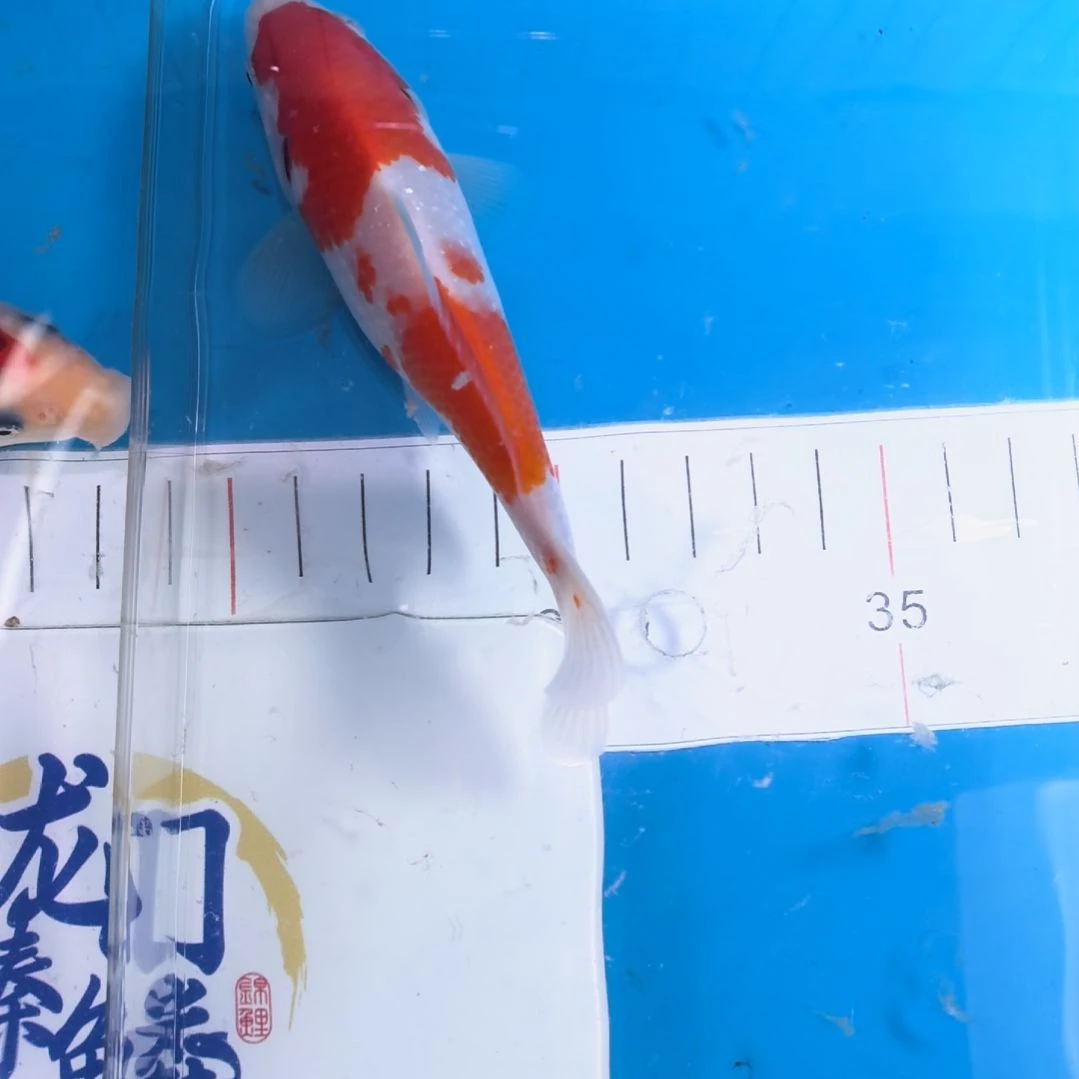 海水鱼红白锦鲤小当岁