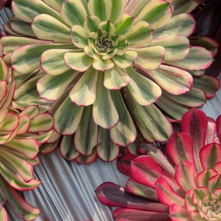 预言仙子3295多肉植物