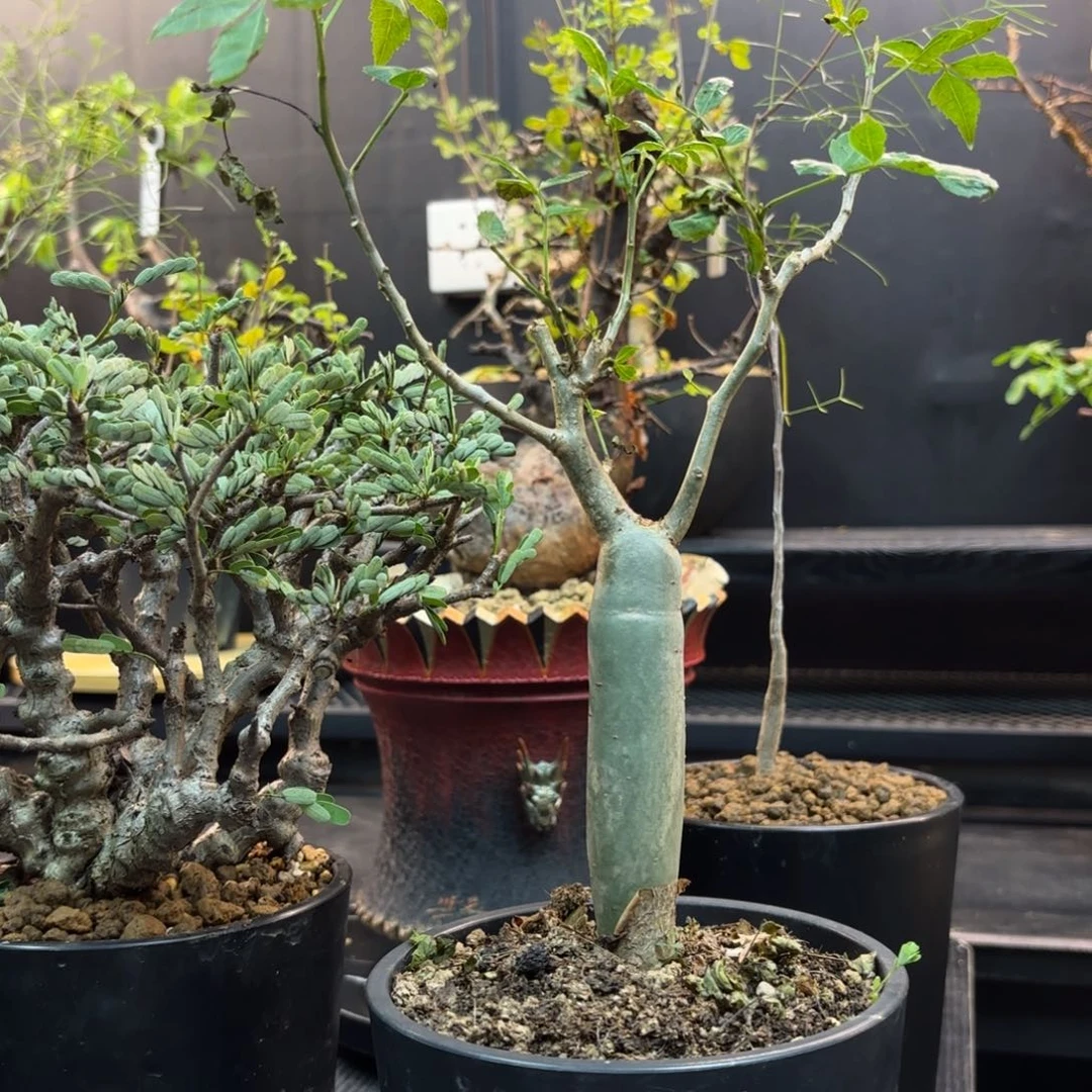芳香橄榄带盆发货