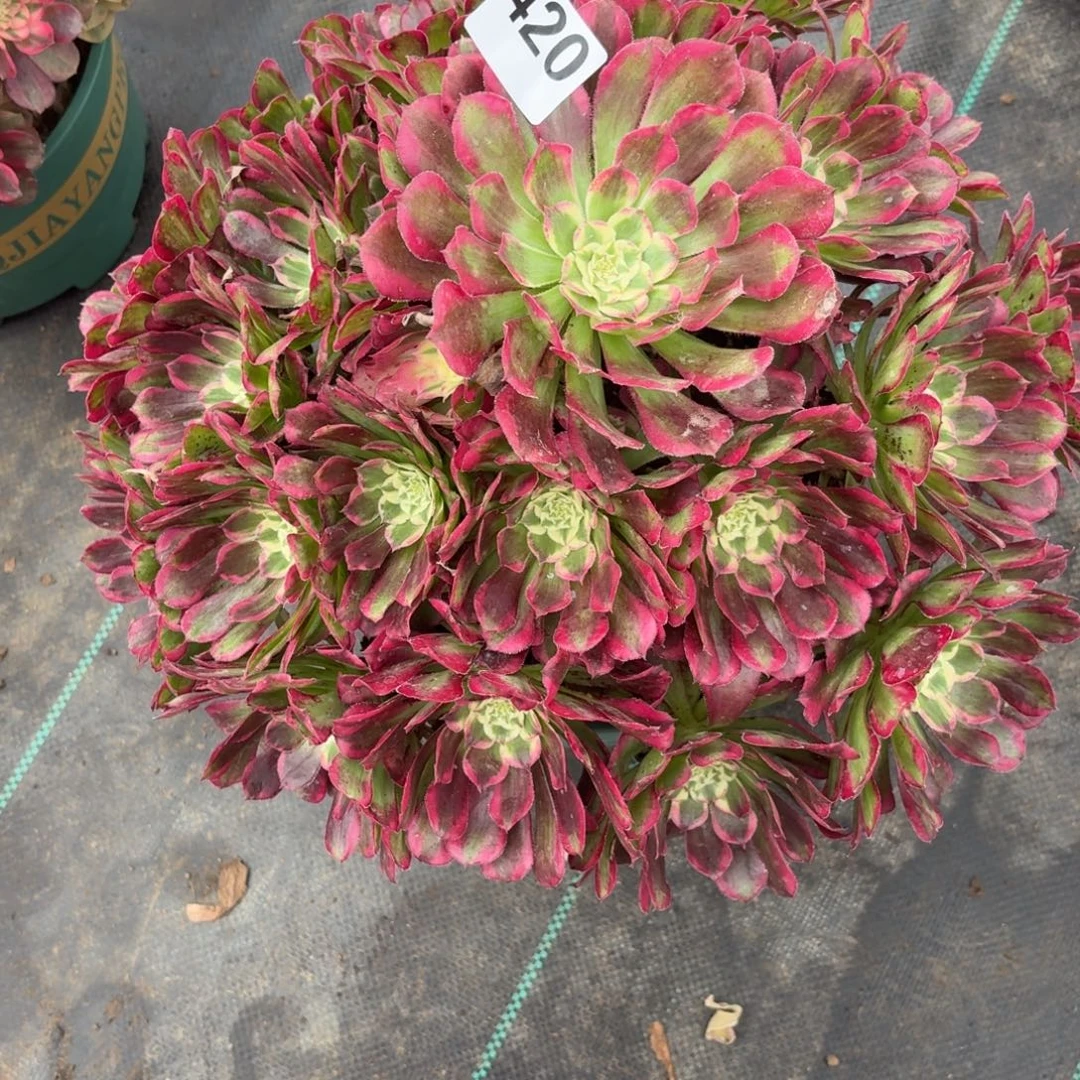 420大红白多肉植物福利