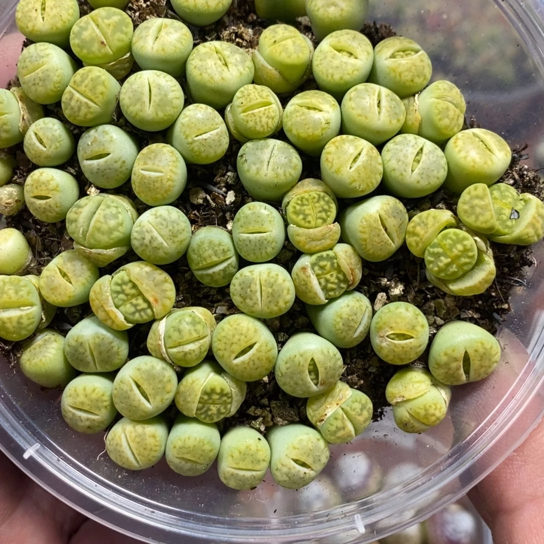 多肉蛋炒饭感谢您相伴591