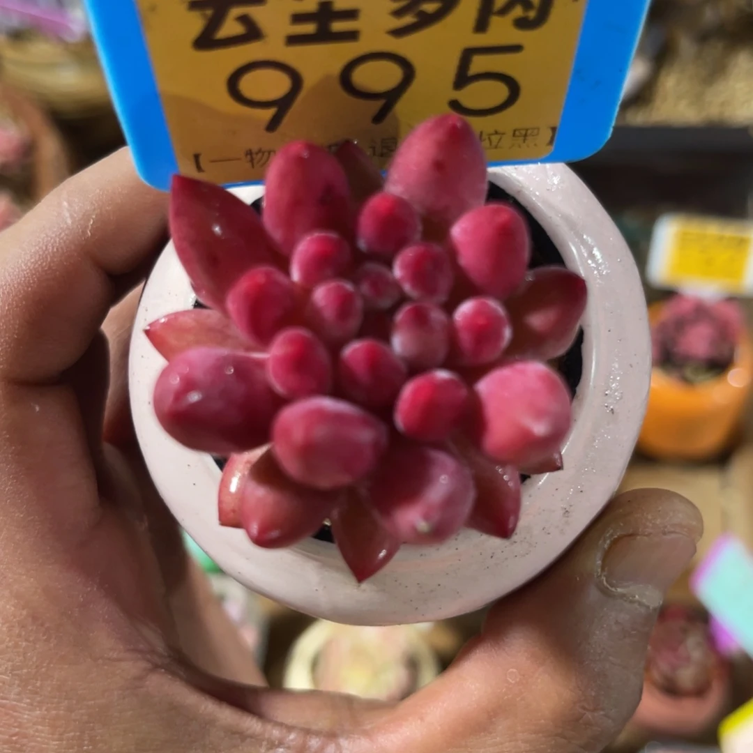 云尘多肉一物一拍不含盆995