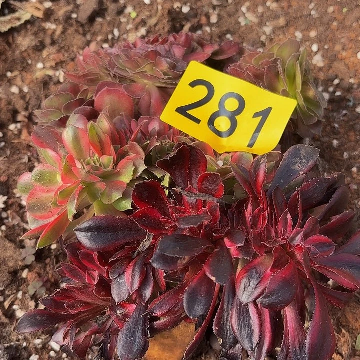 多肉植物福利来281