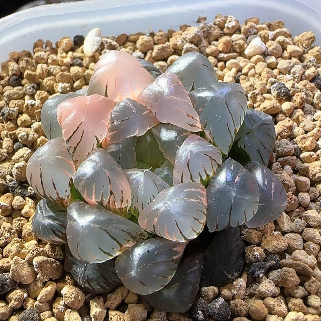 60号大窗冰灯玉露锦一物一拍带盆