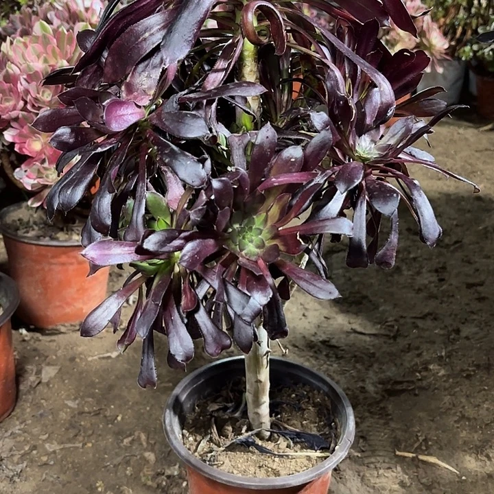 多肉植物法师墨法54