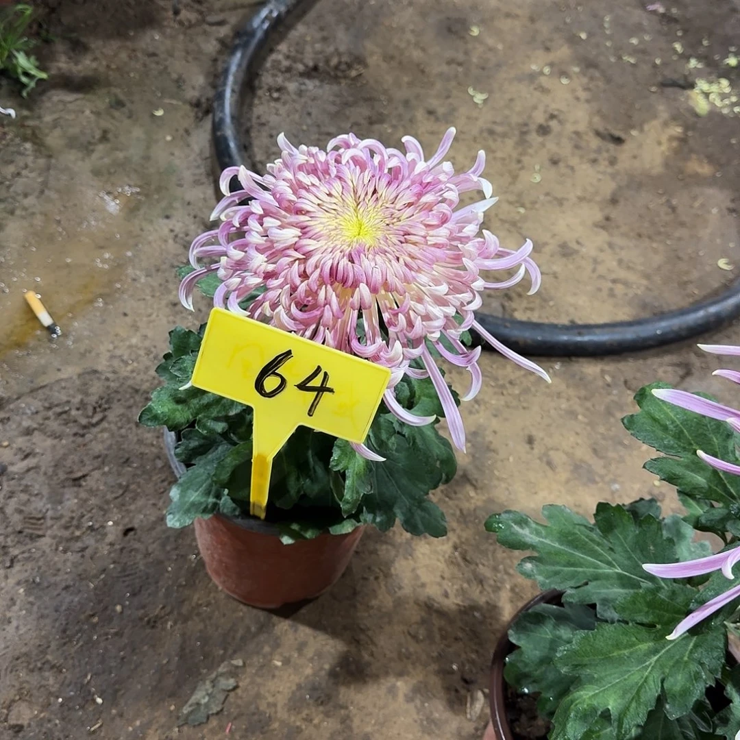 心***镜当前无花栽培后可以开花64