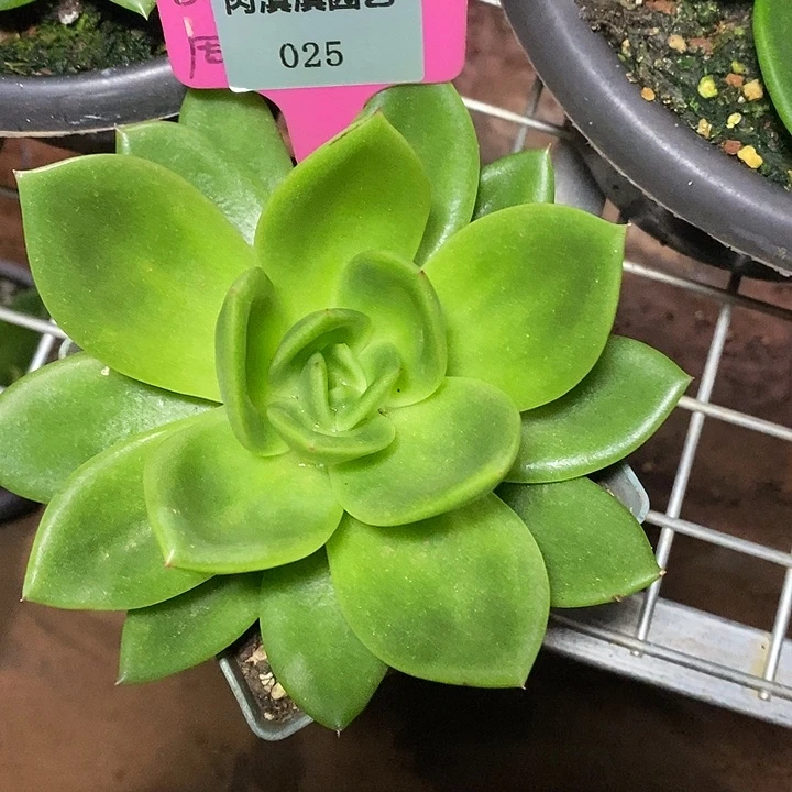 x025-多肉植物 翠花