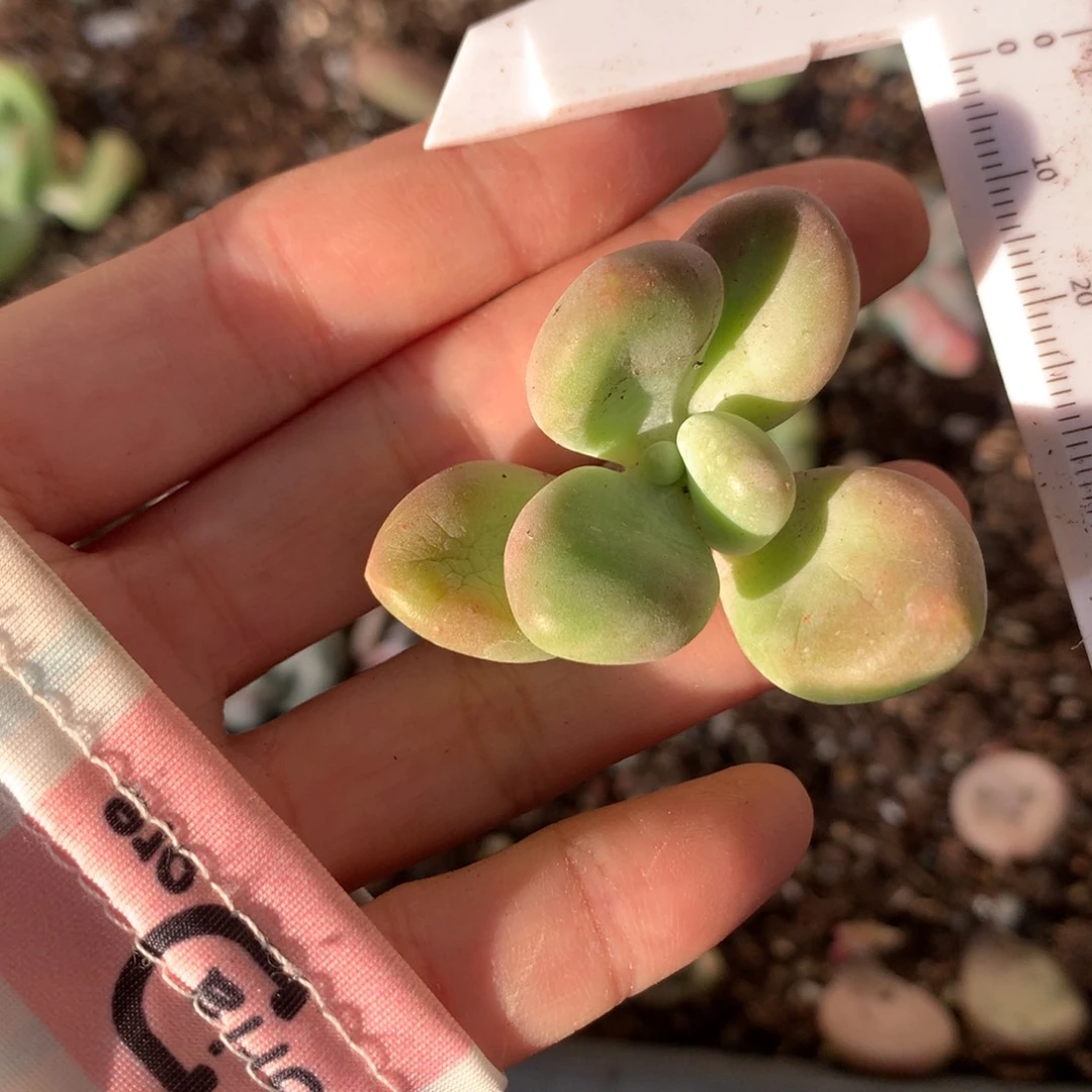 芒果奶砍头未发根