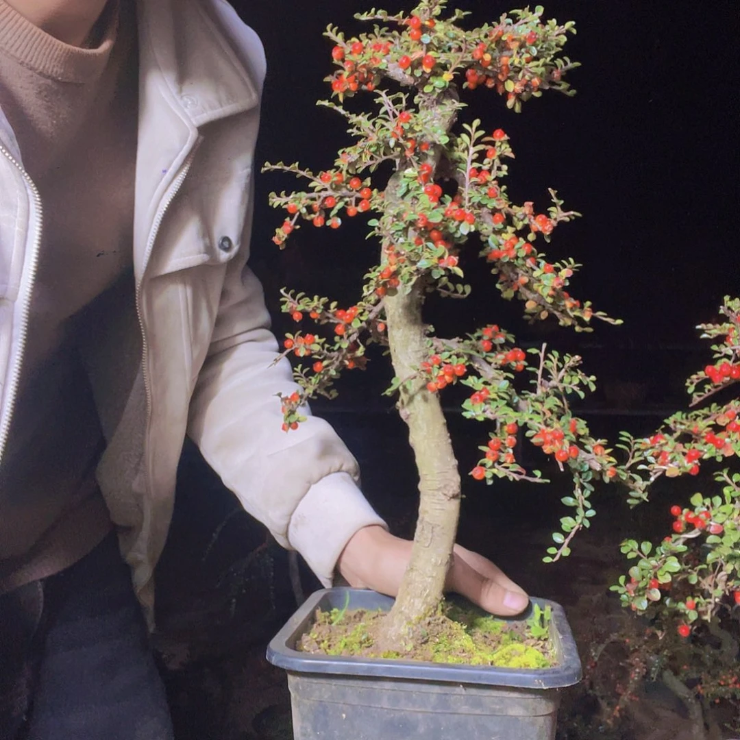 无花朵荀子盆景园区