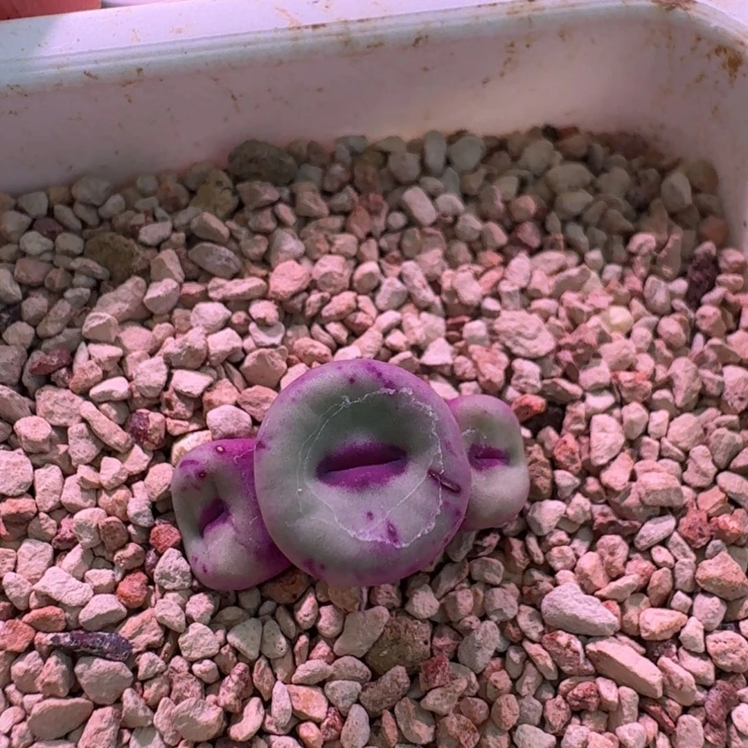 脚****a云缦精品番杏7.11 SSG0094