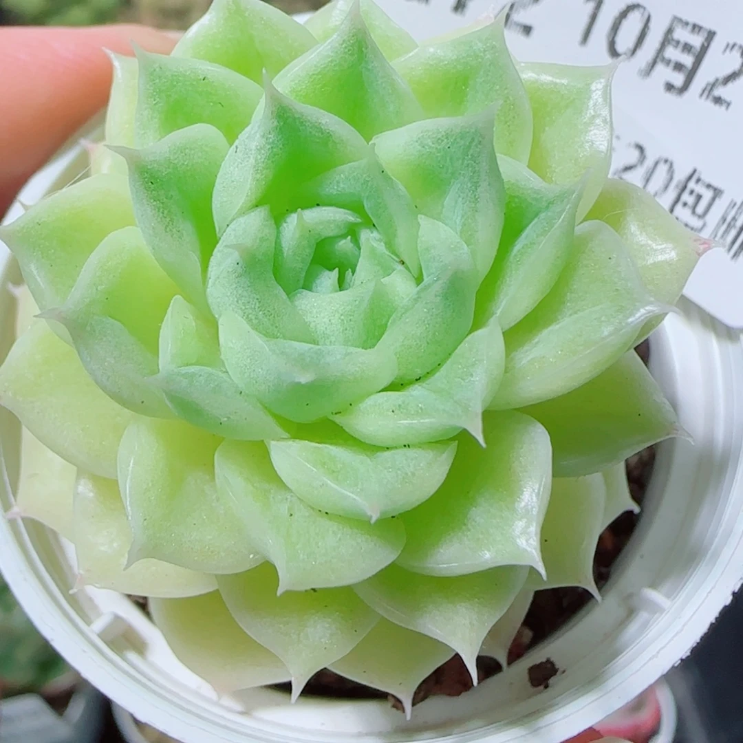 花语逸镜1021-272麦秆