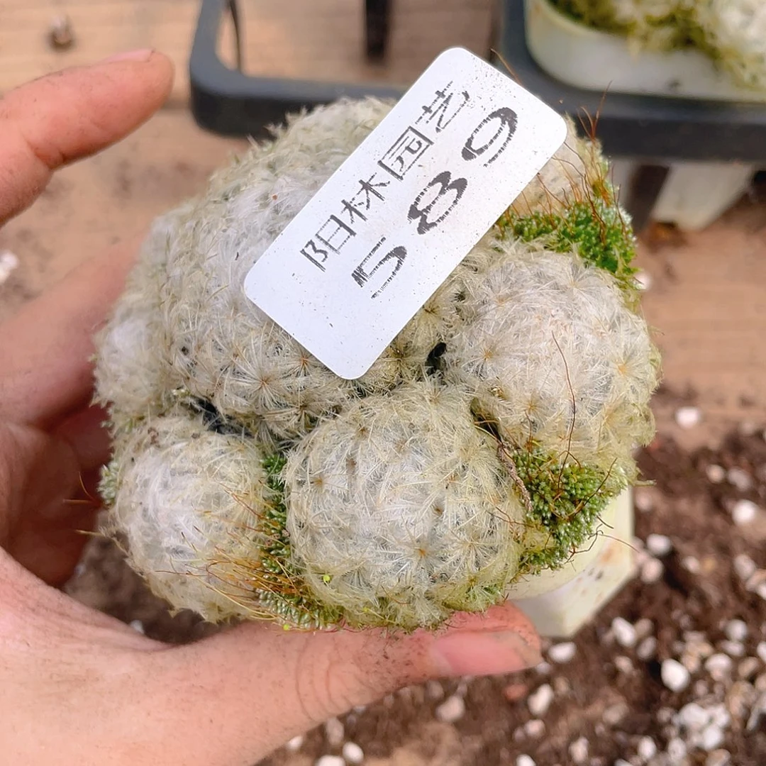 把***你多肉植物多肉植物589