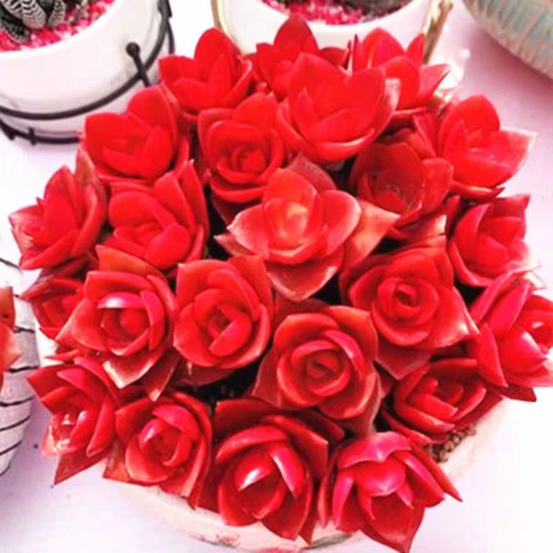 红百合多肉植物 阳台庭院办公盆栽 耐寒耐旱 新手好养 室内外可养