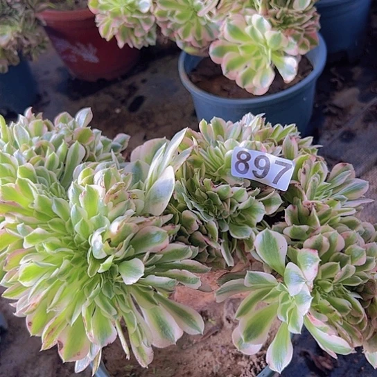爱***正多肉植物一个女巫追