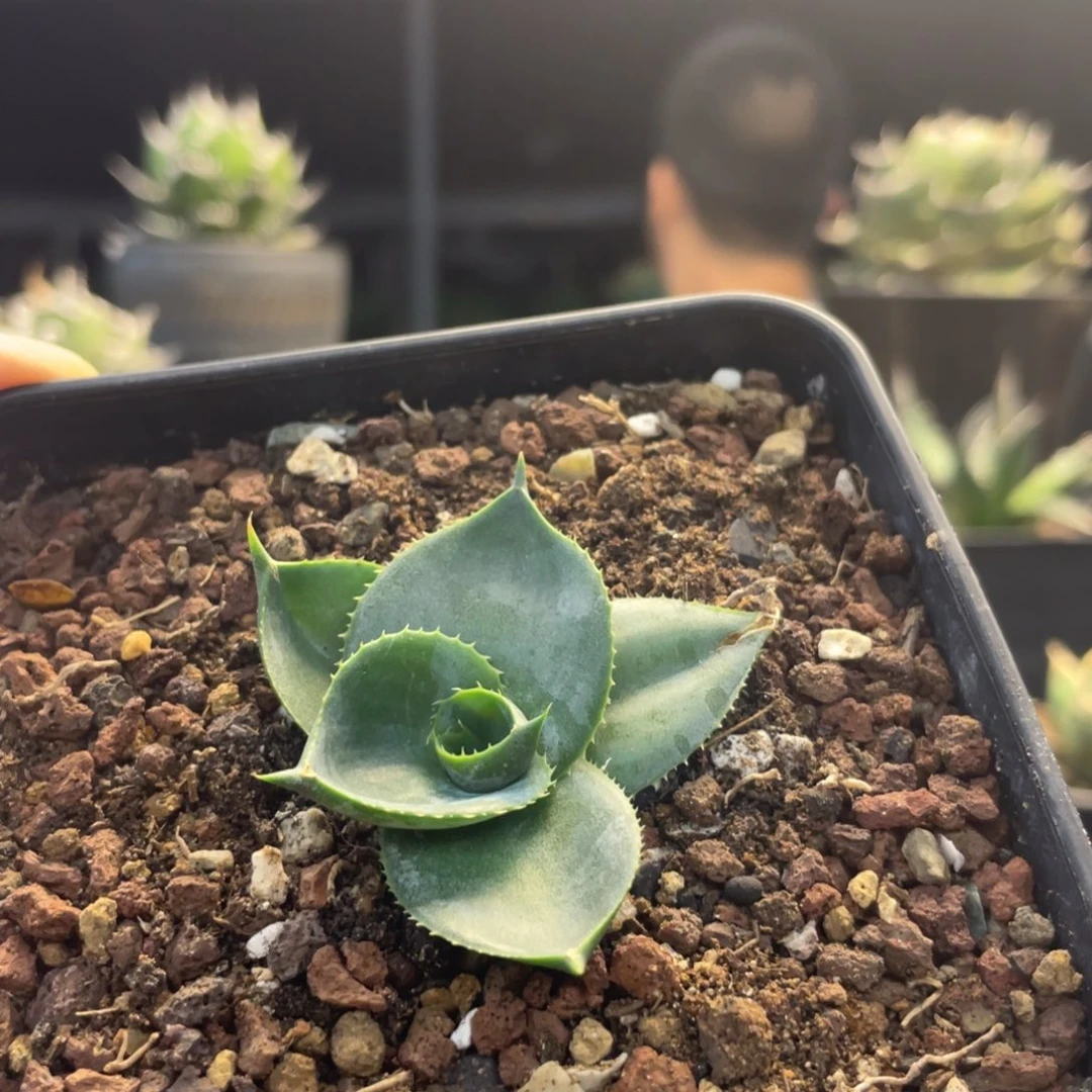 圓葉呱達龍888888888888