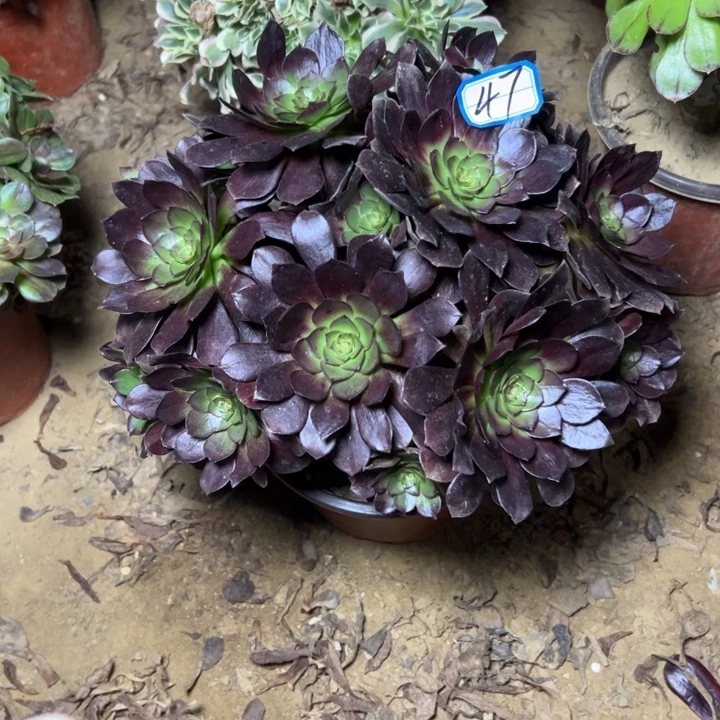 多肉植物黑魔法师47