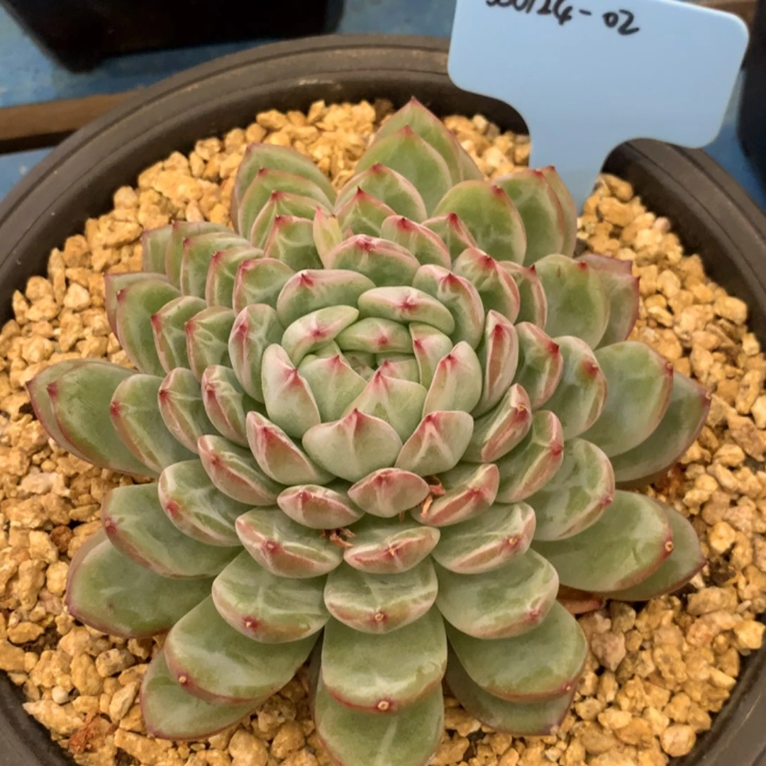 崽***?350124-02雪花