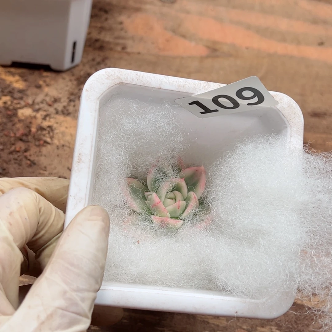 柚****多肉植物多肉植物