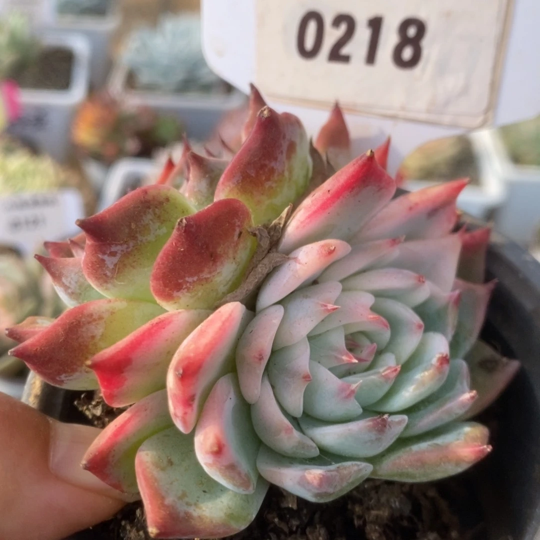 218锦锦锦锦锦锦锦锦