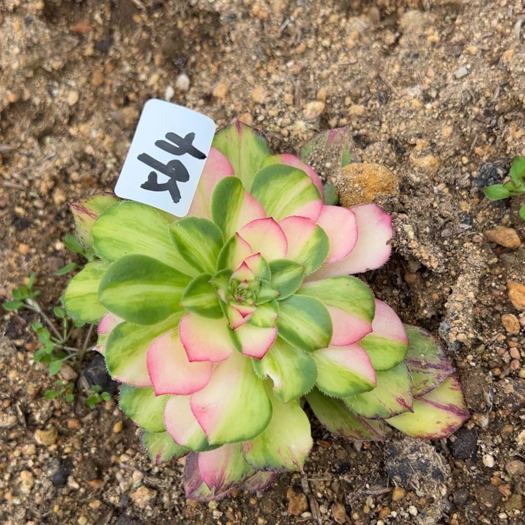 564知否多肉植物