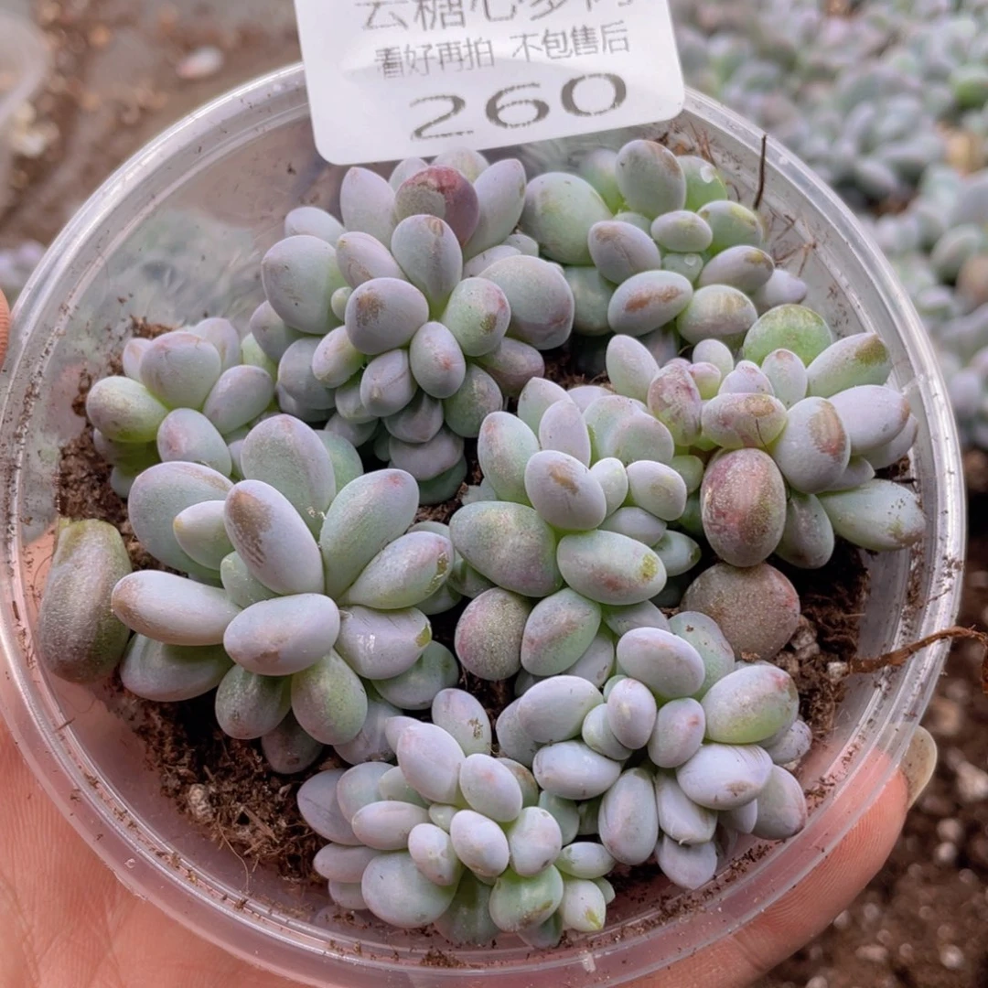 云糖心多肉植物260