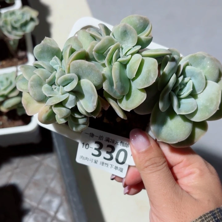 可爱玫瑰缀化无盆土发货