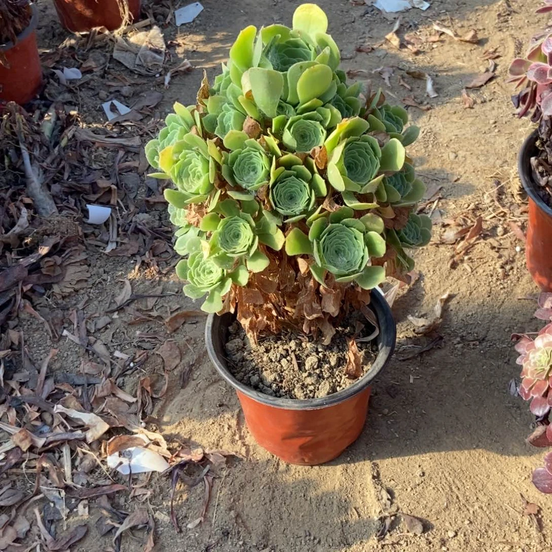 9号链接吕羊绒法师