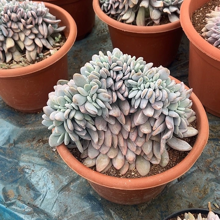 秋***u多肉植物实物直播实物63