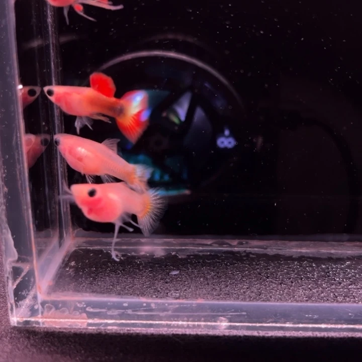 孔雀鱼日落玻璃猫2对1缎带公