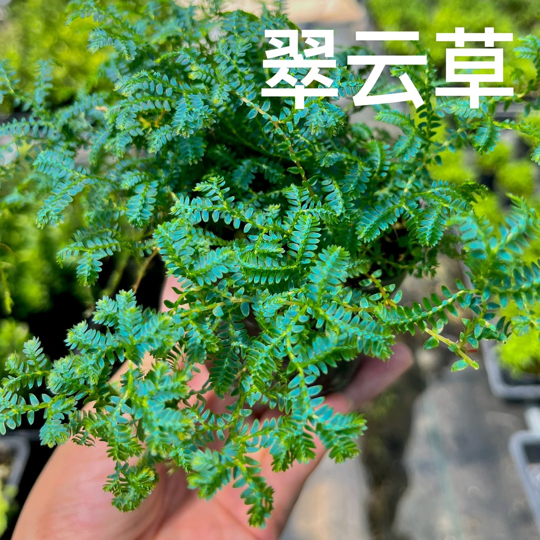 翠云草变色龙反蓝光植物雨林缸水陆蓝玉蕨造景材料迷你绿植
