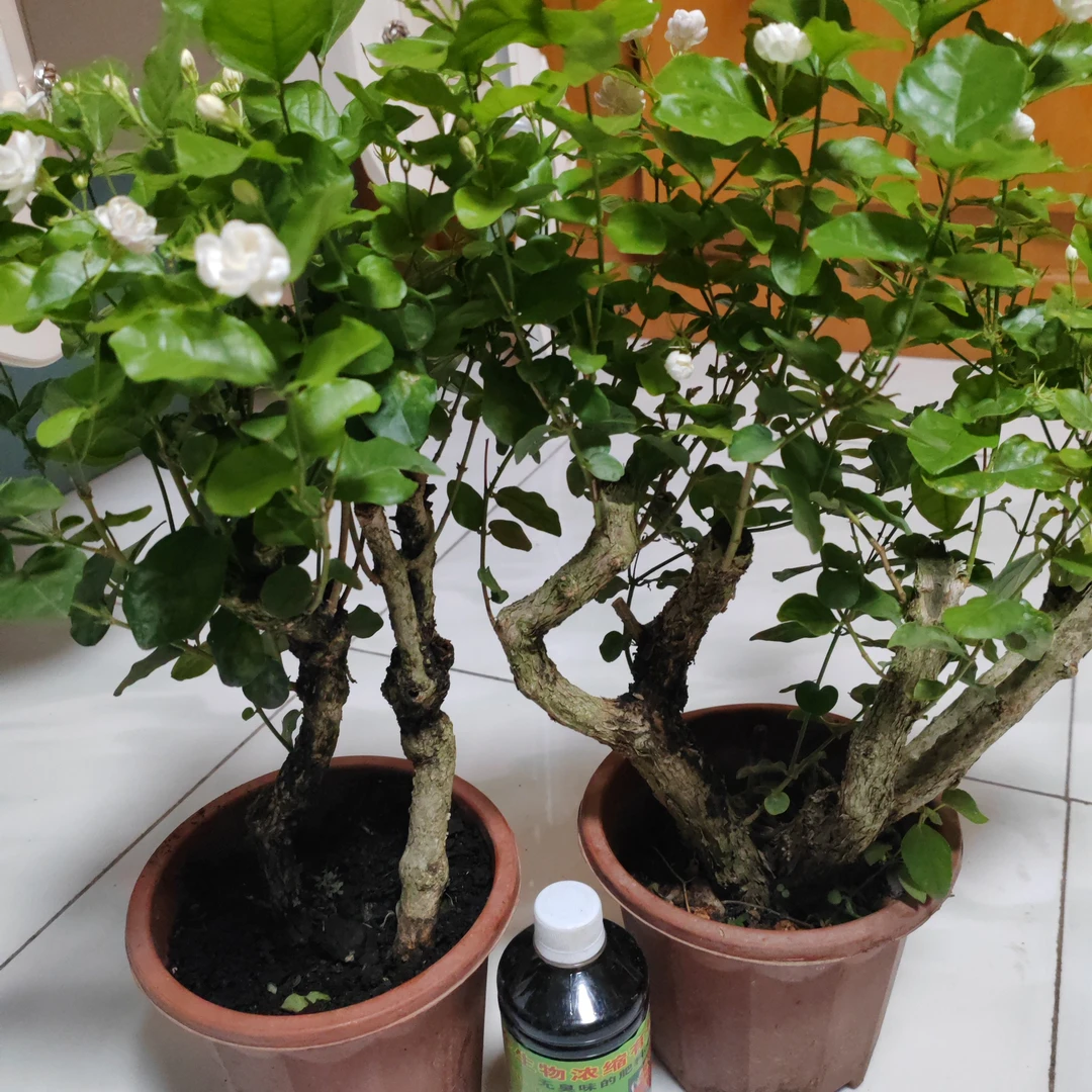 未莉花大盆两盆，送有机肥一瓶