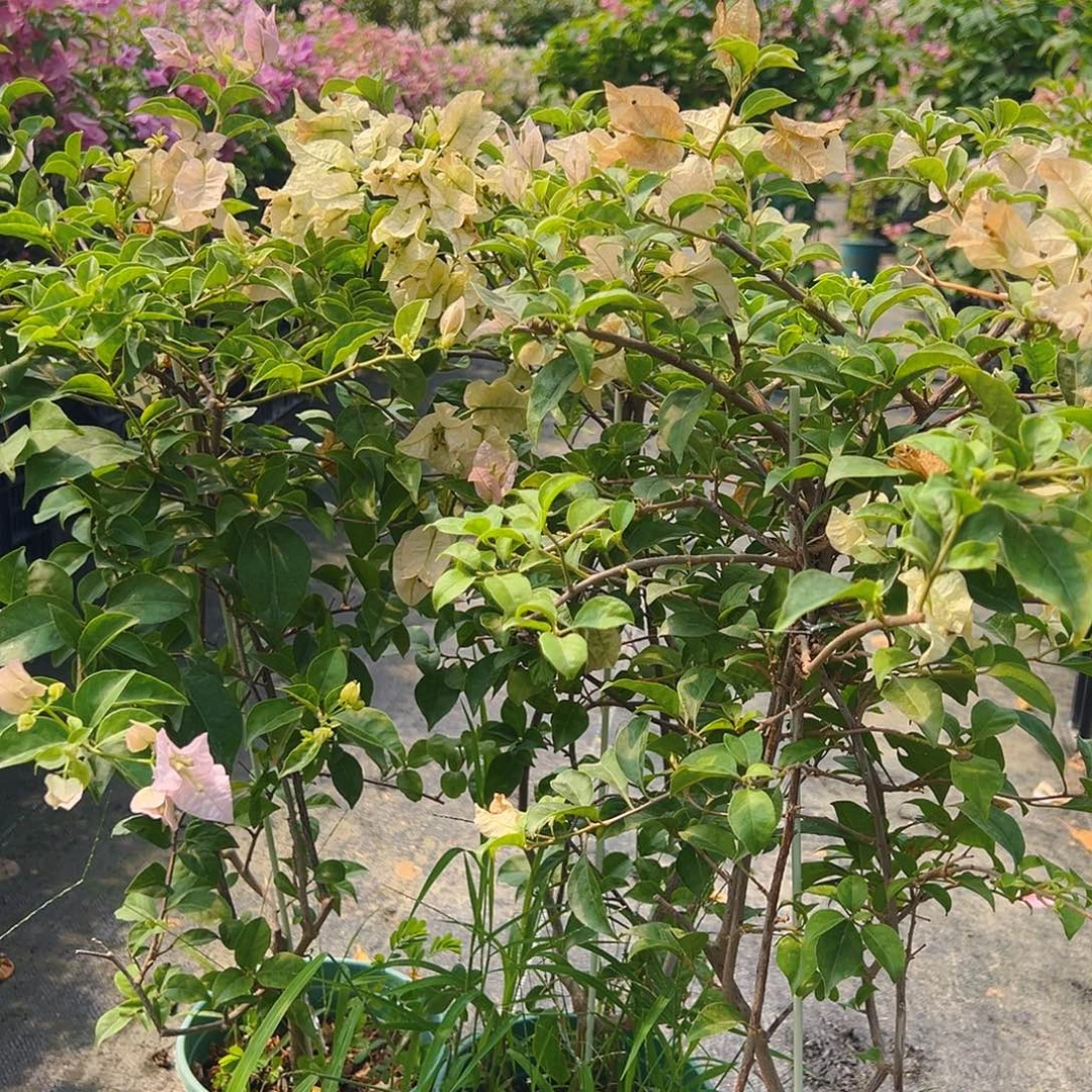 大部分花苞少量开放丽娜或苹果花带竹一棵