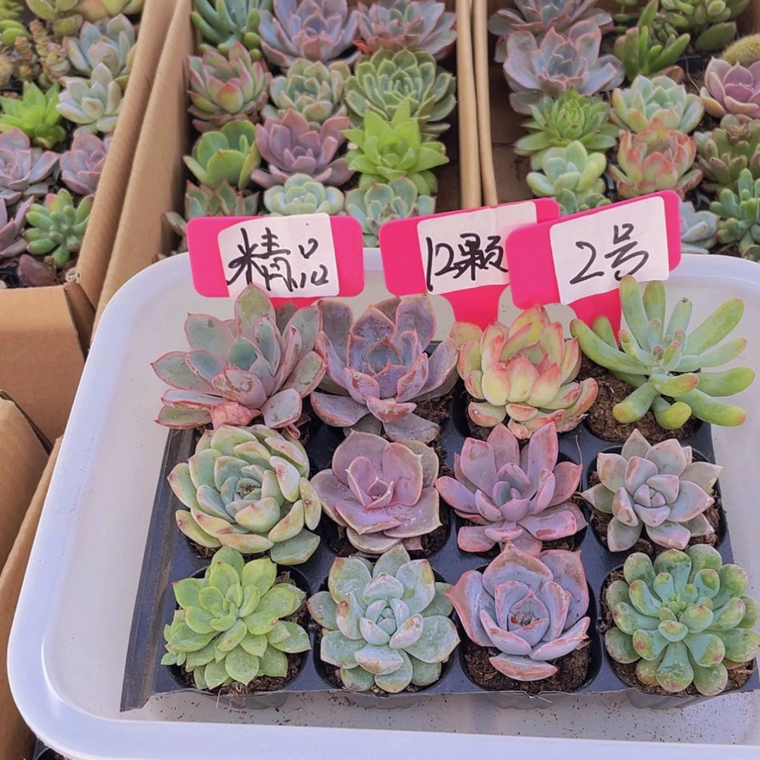 【闪购商品】【量拍】12颗-2号约3-5厘米