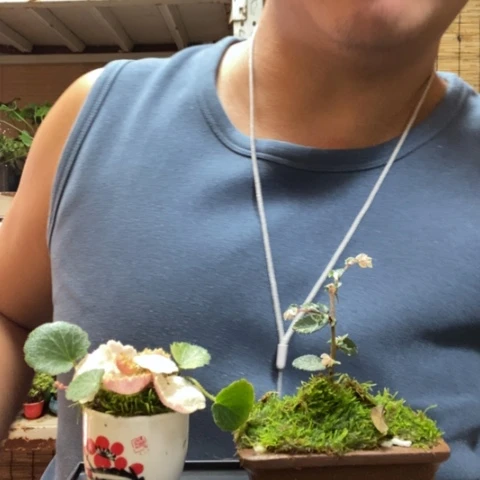 红陶一物一拍所见即所得65