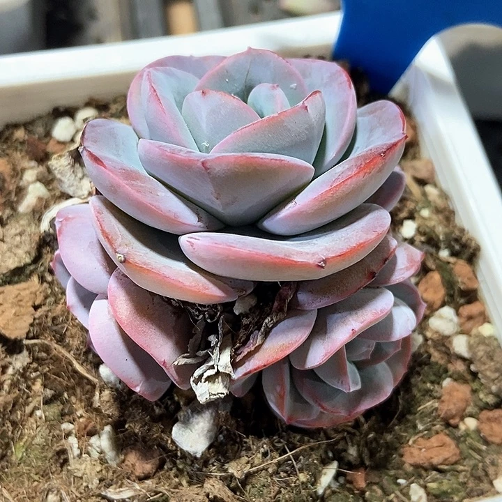 多肉植物布鲁兰6158