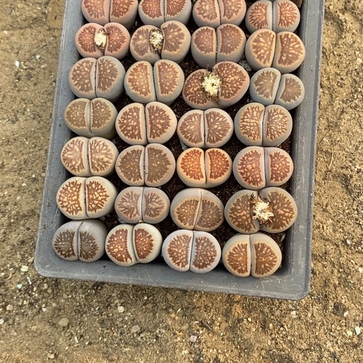 兰***号生石花等植物的生长463