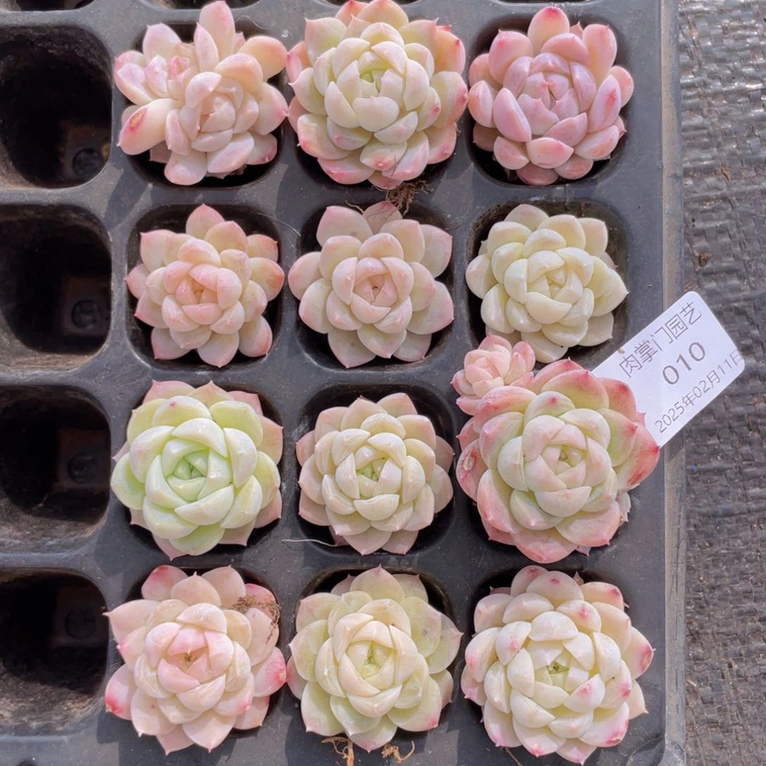 我们的生活方式是什么010