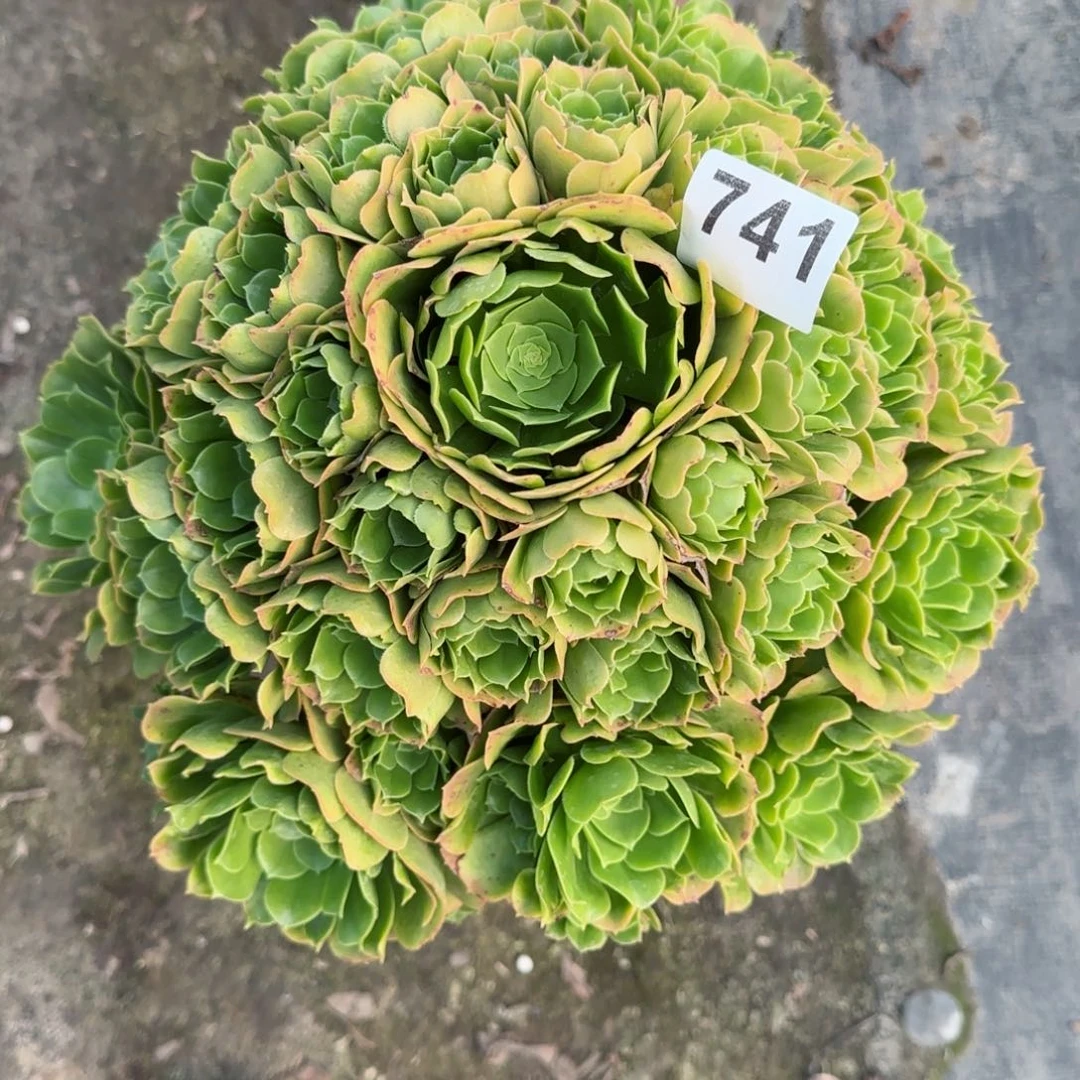 大*姐741多肉植物绿玫瑰