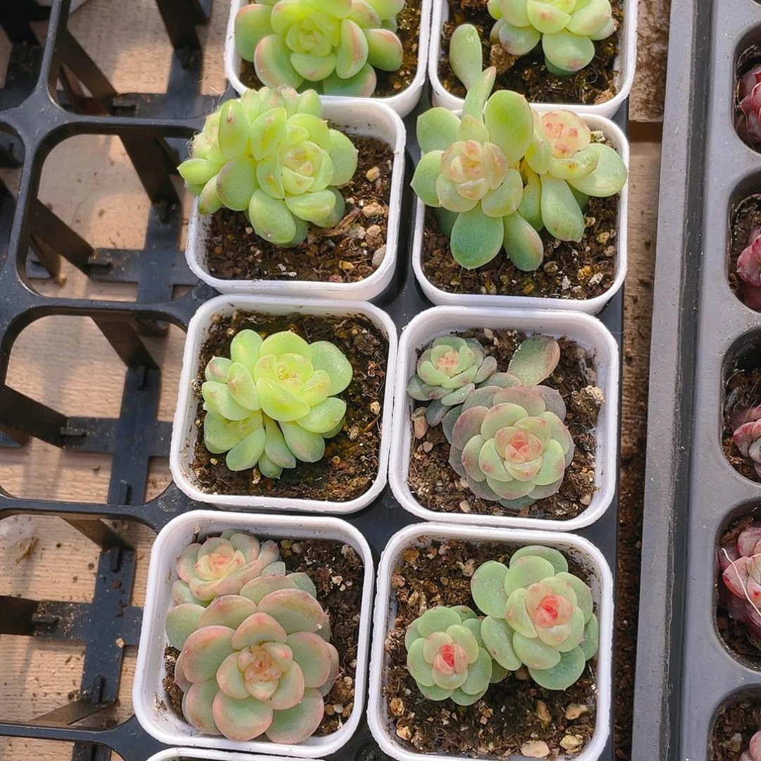 T109甜心双头盆一个满25包邮