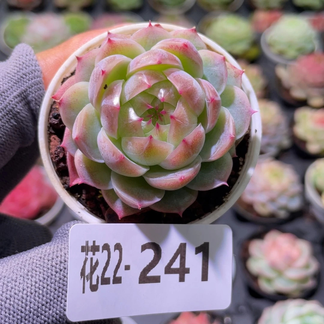 花利美22-241新品珍妮