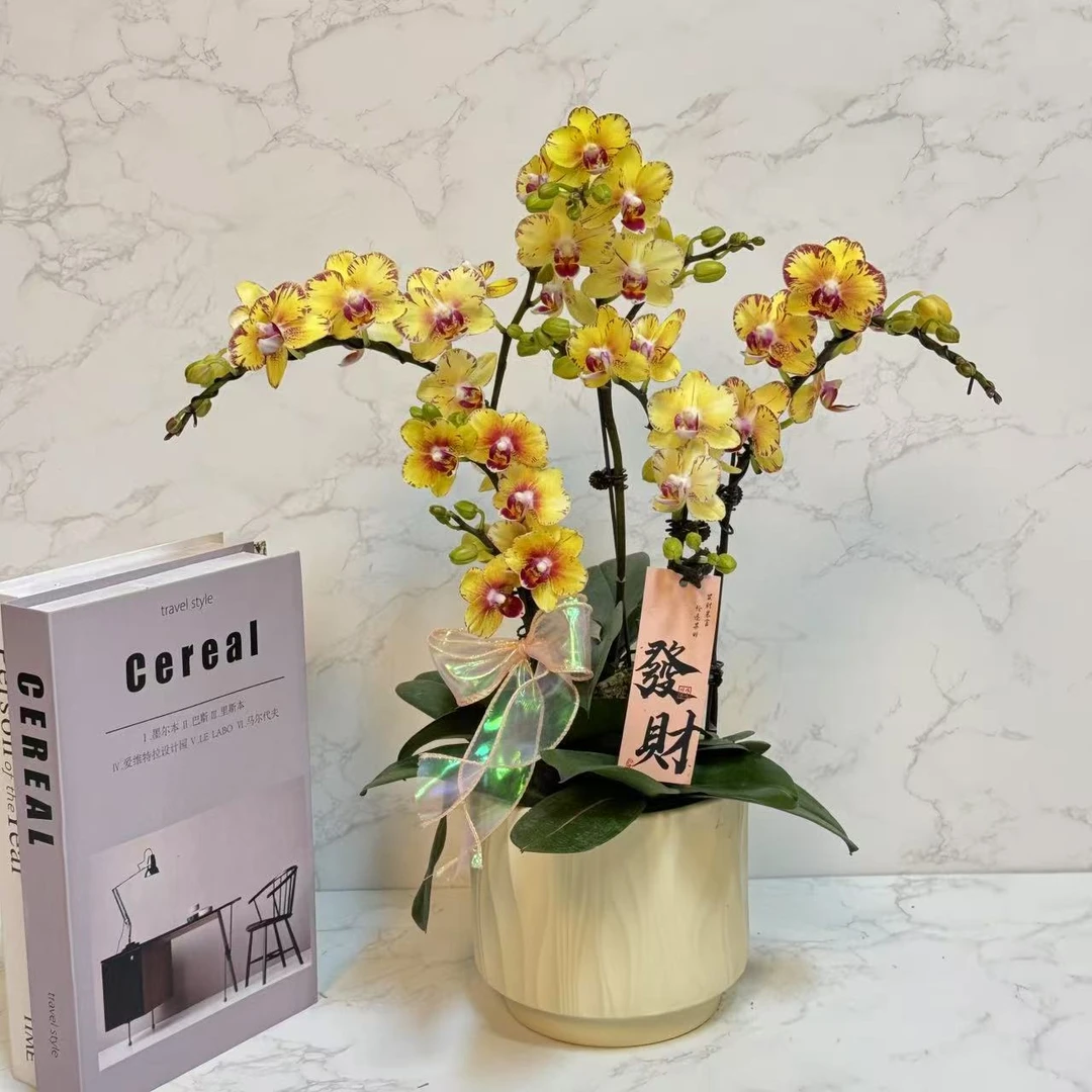 多彩优选（金凤凰）黄色好养稀有蝴蝶兰鲜花室内送礼高端花卉