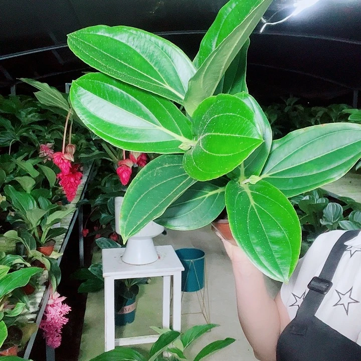 霸*花宝莲灯开花开花