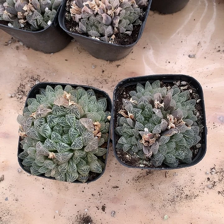 白斑玉露满16.8包邮