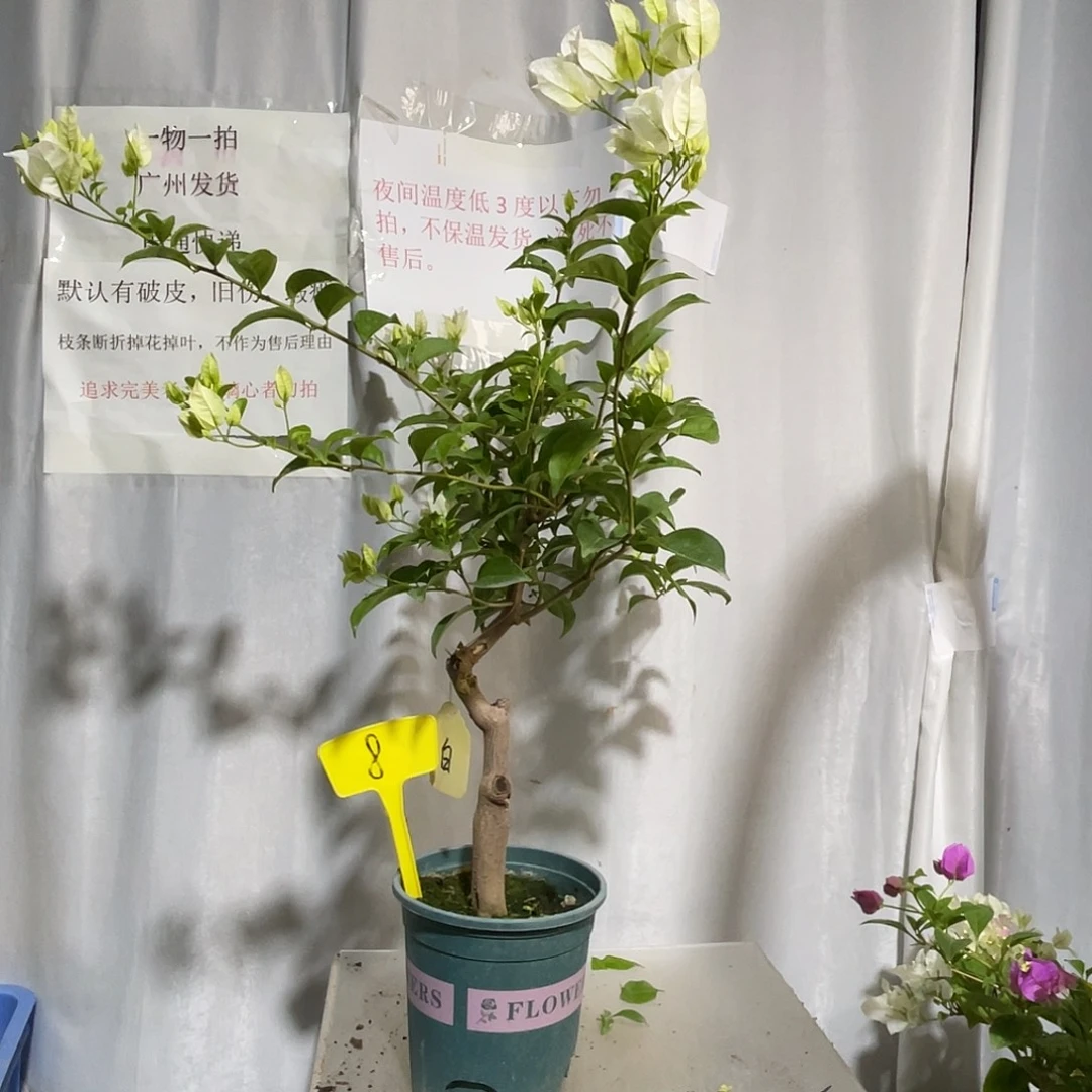 当前无花栽培后可以开花8白雪公主桩